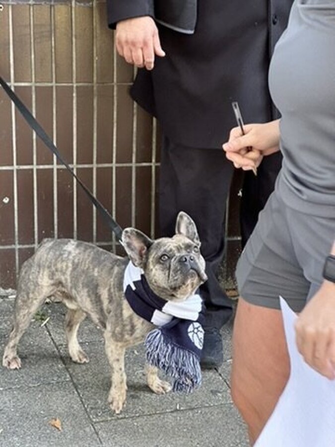 토트넘 머플러를 두른 강아지 — 북런던 더비 당일 시그니처 컷